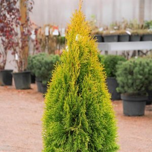 Tuja západná (Thuja occidentalis) ´GOLDEN ANNE´ ®- výška 40-60 cm, kont. C5L - 2. Trieda/Kvalita B